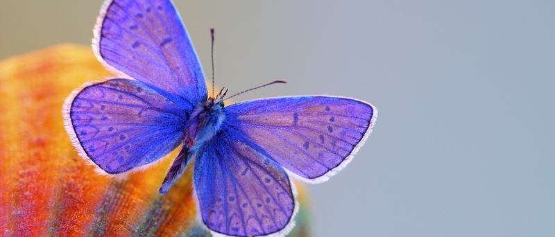 Все о бабочках в Твери | ЗооТом портал о животных