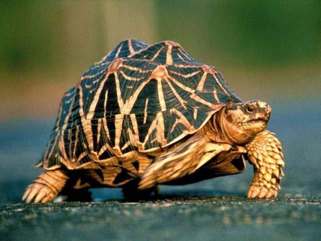 Все о черепахах в Твери | ЗооТом портал о животных