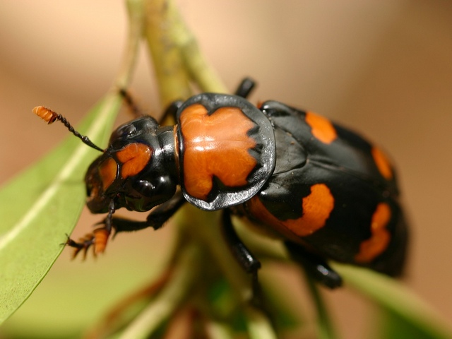 Все о жуках в Твери | ЗооТом портал о животных