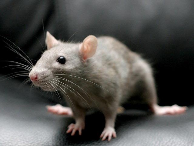 Все о крысах в Твери | ЗооТом портал о животных