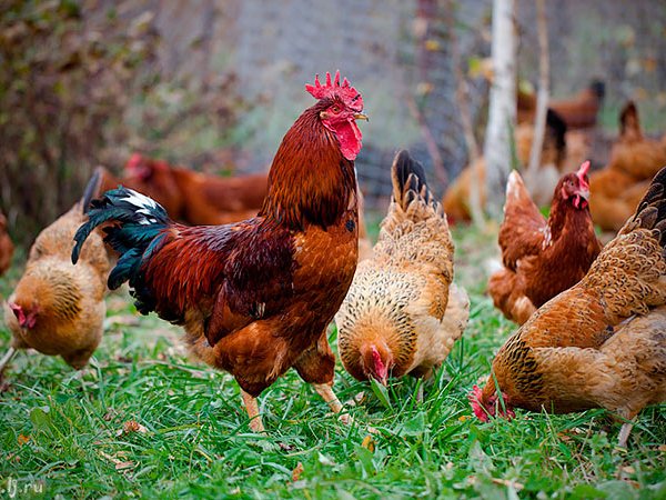 Породы куриц | ЗооТом - продажа, вязка и услуги для животных в Твери