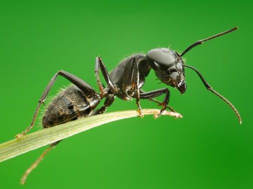 Все о муравьях в Твери | ЗооТом портал о животных