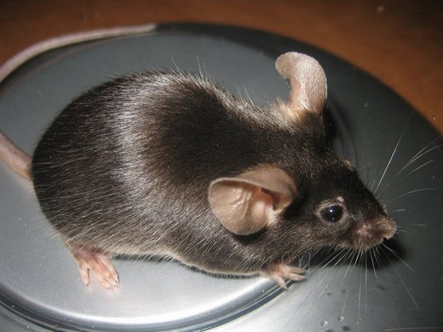 Все о мышах в Твери | ЗооТом - продажа, вязка и услуги для животных в Твери