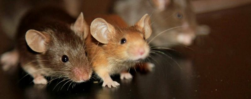 Все о мышах в Твери | ЗооТом - продажа, вязка и услуги для животных в Твери