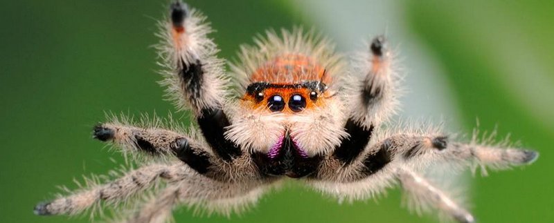 Все о пауках в Твери | ЗооТом портал о животных