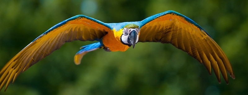 Все о попугаях в Твери | ЗооТом портал о животных