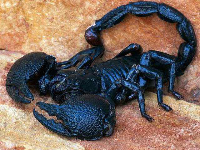 Все о скорпионах в Твери | ЗооТом портал о животных