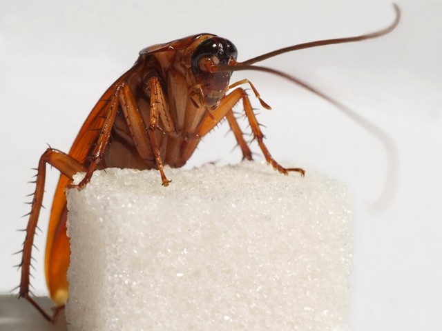 Все о тараканах в Твери | ЗооТом портал о животных