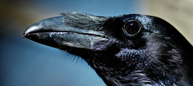 Все о воронах в Твери | ЗооТом портал о животных