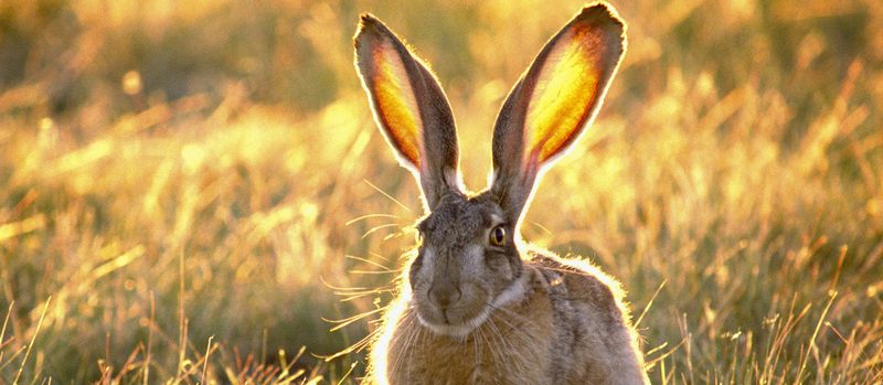 Все о зайцах | ЗооТом - продажа, вязка и услуги для животных в Твери