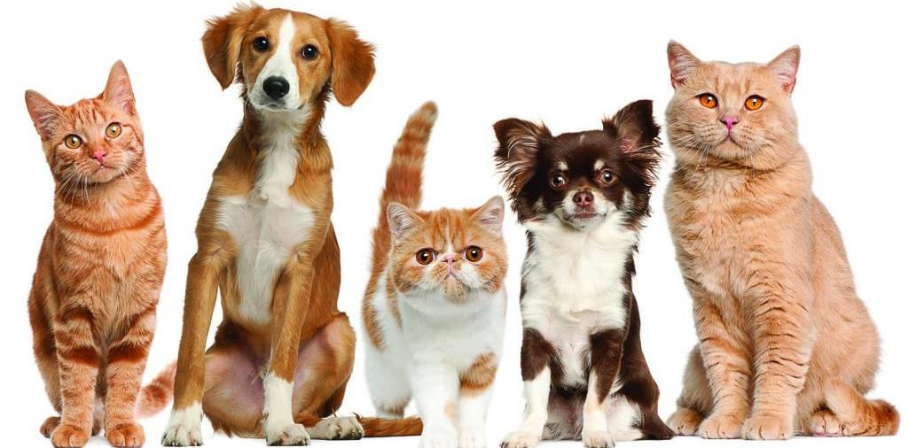 Доска объявлений о животных | ЗооТом - продажа, вязка и услуги для животных в Твери