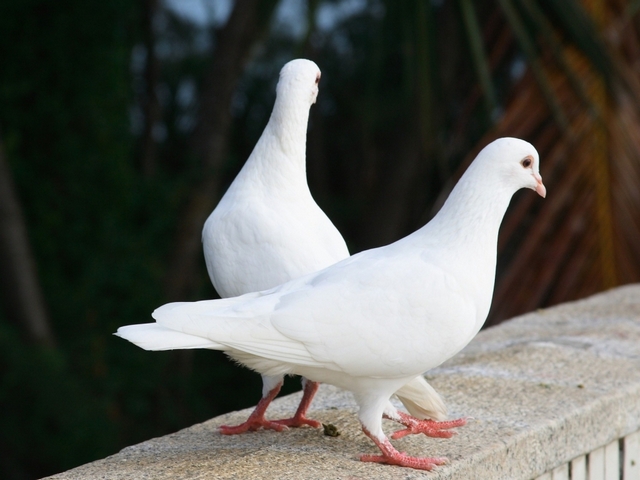 Все о голубях | ЗооТом - продажа, вязка и услуги для животных в Твери