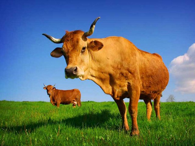 Все о коровах в Твери | ЗооТом портал о животных