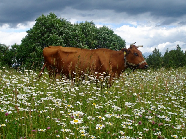 Все о коровах в Твери | ЗооТом портал о животных