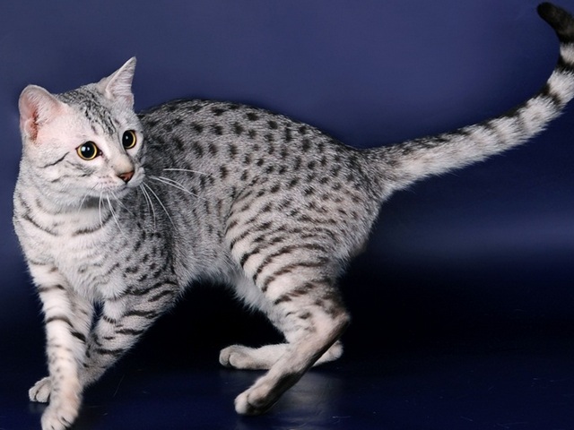 Породы кошек в Твери | ЗооТом портал о животных