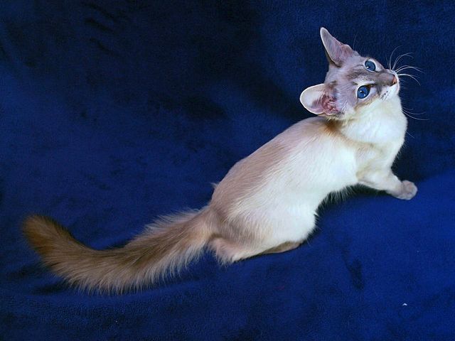 Выведенные породы кошек в Твери | ЗооТом портал о животных