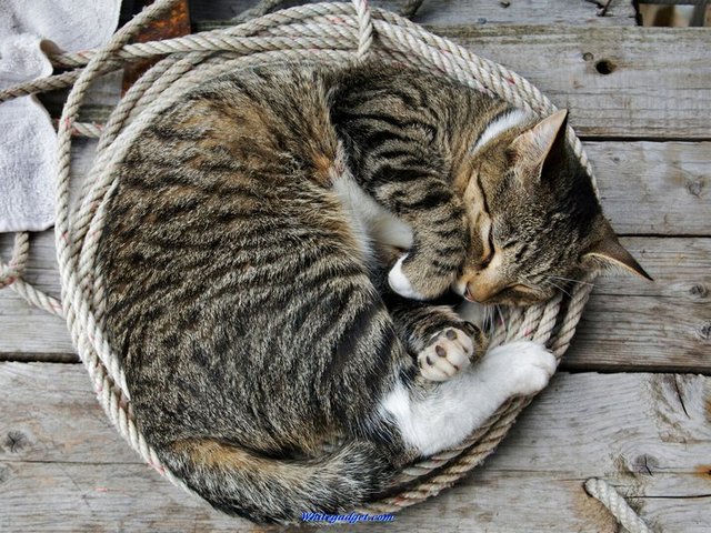 Все о кошках в Твери | ЗооТом портал о животных