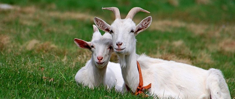 Все о козах в Твери | ЗооТом портал о животных