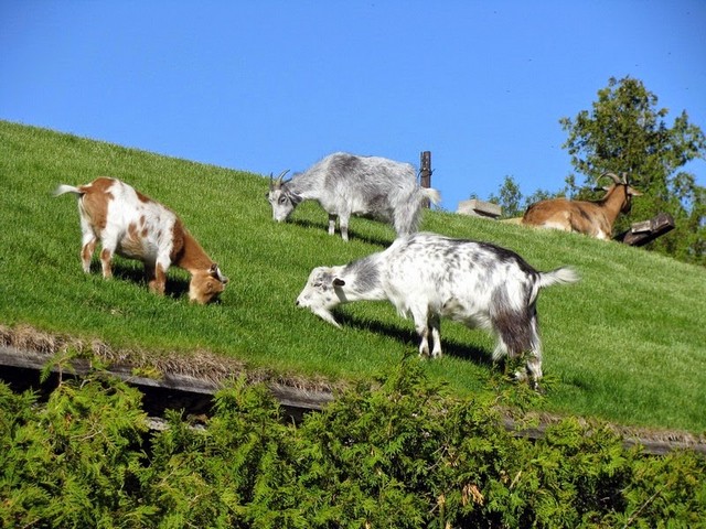 Все о козах в Твери | ЗооТом портал о животных