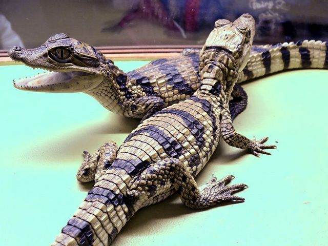 Все о крокодилах в Твери | ЗооТом портал о животных