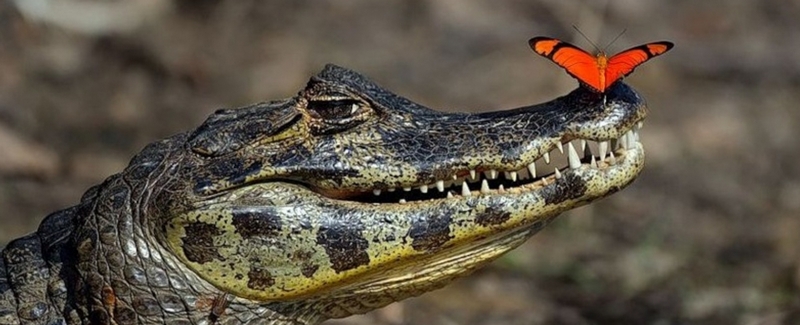 Все о крокодилах в Твери | ЗооТом портал о животных