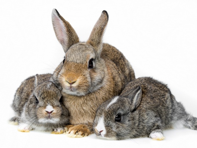 Все о кроликах в Твери | ЗооТом портал о животных