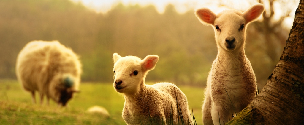 Объявления о сельскохозяйственных животных | ЗооТом - продажа, вязка и услуги для животных в Твери