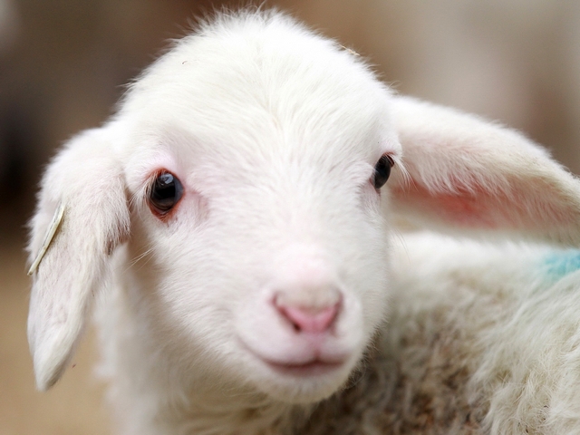 Овцы и бараны в Твери | ЗооТом портал о животных