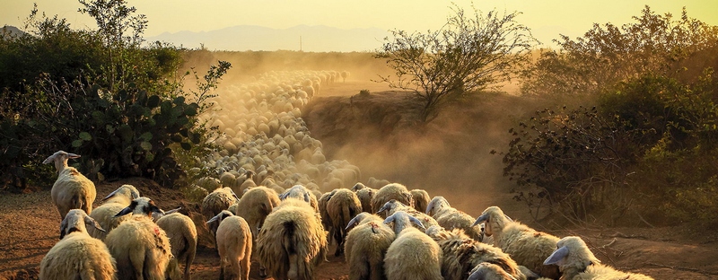 Все об овцах в Твери | ЗооТом портал о животных