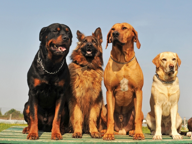 Крупные породы собак в Твери | ЗооТом портал о животных
