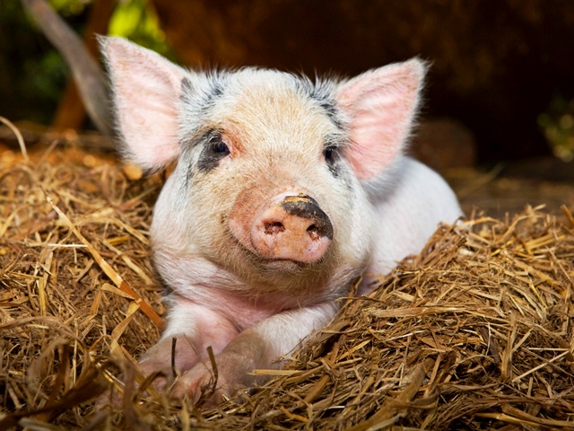 Все о свиньях в Твери | ЗооТом портал о животных