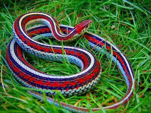 Все о змеях в Твери | ЗооТом портал о животных